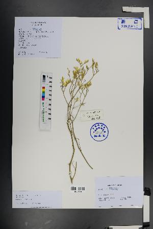  (Limonium aureum - Ge01398)  @11 [ ] CreativeCommons  Attribution Non-Commercial Share-Alike  Unspecified Herbarium of South China Botanical Garden