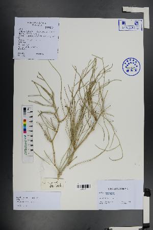 (Calligonum densum - Ge01404)  @11 [ ] CreativeCommons  Attribution Non-Commercial Share-Alike  Unspecified Herbarium of South China Botanical Garden