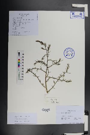  ( - Ge01405)  @11 [ ] CreativeCommons  Attribution Non-Commercial Share-Alike  Unspecified Herbarium of South China Botanical Garden