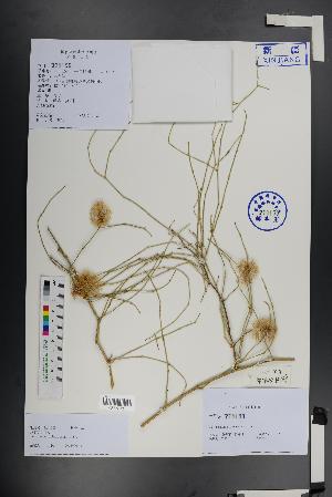  (Calligonum arborescens - Ge01406)  @11 [ ] CreativeCommons  Attribution Non-Commercial Share-Alike  Unspecified Herbarium of South China Botanical Garden