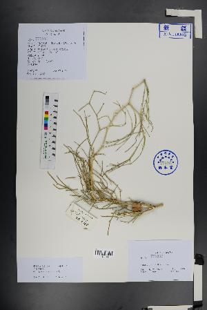  (Calligonum leucocladum - Ge01407)  @11 [ ] CreativeCommons  Attribution Non-Commercial Share-Alike  Unspecified Herbarium of South China Botanical Garden