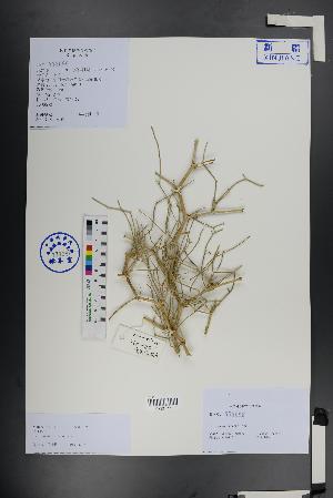  ( - Ge01408)  @11 [ ] CreativeCommons  Attribution Non-Commercial Share-Alike  Unspecified Herbarium of South China Botanical Garden