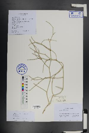  (Calligonum ebinuricum - Ge01409)  @11 [ ] CreativeCommons  Attribution Non-Commercial Share-Alike  Unspecified Herbarium of South China Botanical Garden