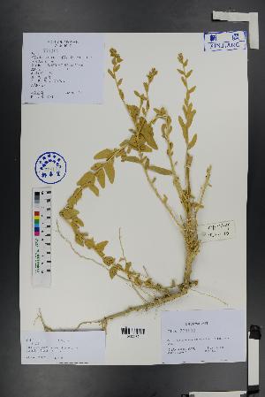  ( - Ge01414)  @11 [ ] CreativeCommons  Attribution Non-Commercial Share-Alike  Unspecified Herbarium of South China Botanical Garden