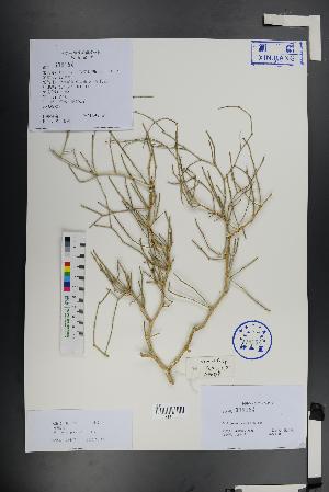  (Calligonum pumilum - Ge01415)  @11 [ ] CreativeCommons  Attribution Non-Commercial Share-Alike  Unspecified Herbarium of South China Botanical Garden