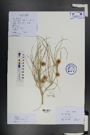  ( - Ge01419)  @11 [ ] CreativeCommons  Attribution Non-Commercial Share-Alike  Unspecified Herbarium of South China Botanical Garden