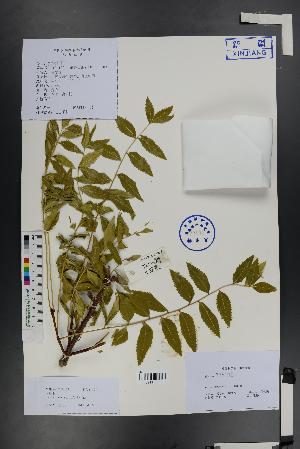  (Xanthoceras - Ge01425)  @11 [ ] CreativeCommons  Attribution Non-Commercial Share-Alike  Unspecified Herbarium of South China Botanical Garden