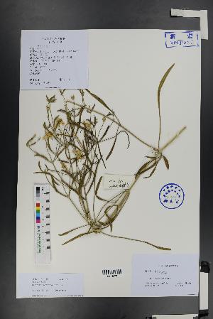 (Clematis songorica - Ge01433)  @11 [ ] CreativeCommons  Attribution Non-Commercial Share-Alike  Unspecified Herbarium of South China Botanical Garden