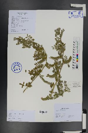 (Sophora davidii - Ge01438)  @11 [ ] CreativeCommons  Attribution Non-Commercial Share-Alike  Unspecified Herbarium of South China Botanical Garden