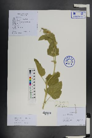  (Lavatera - Ge01439)  @11 [ ] CreativeCommons  Attribution Non-Commercial Share-Alike  Unspecified Herbarium of South China Botanical Garden