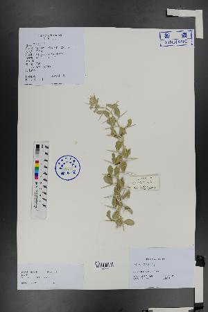  (Ammodendron bifolium - Ge01440)  @11 [ ] CreativeCommons  Attribution Non-Commercial Share-Alike  Unspecified Herbarium of South China Botanical Garden