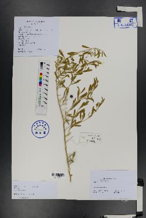  (Nitraria - Ge01442)  @11 [ ] CreativeCommons  Attribution Non-Commercial Share-Alike  Unspecified Herbarium of South China Botanical Garden