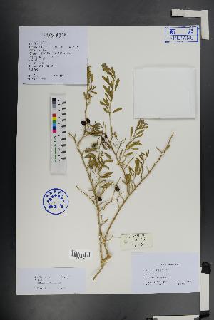  (Nitraria roborowskii - Ge01443)  @11 [ ] CreativeCommons  Attribution Non-Commercial Share-Alike  Unspecified Herbarium of South China Botanical Garden
