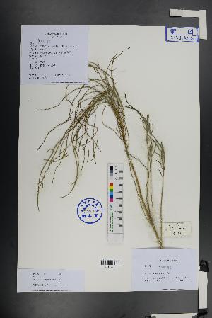  (Haloxylon ammodendron - Ge01445)  @11 [ ] CreativeCommons  Attribution Non-Commercial Share-Alike  Unspecified Herbarium of South China Botanical Garden