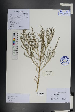  (Sympegma regelii - Ge01446)  @11 [ ] CreativeCommons  Attribution Non-Commercial Share-Alike  Unspecified Herbarium of South China Botanical Garden