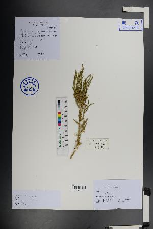  (Halocnemum strobilaceum - Ge01448)  @11 [ ] CreativeCommons  Attribution Non-Commercial Share-Alike  Unspecified Herbarium of South China Botanical Garden