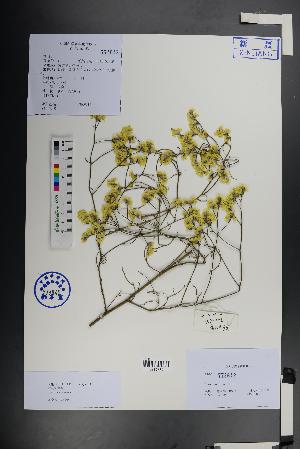  ( - Ge01453)  @11 [ ] CreativeCommons  Attribution Non-Commercial Share-Alike  Unspecified Herbarium of South China Botanical Garden