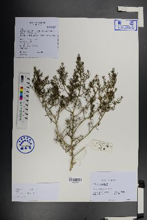  (Iljinia regelii - Ge01454)  @11 [ ] CreativeCommons  Attribution Non-Commercial Share-Alike  Unspecified Herbarium of South China Botanical Garden