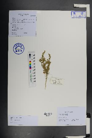  ( - Ge01458)  @11 [ ] CreativeCommons  Attribution Non-Commercial Share-Alike  Unspecified Herbarium of South China Botanical Garden