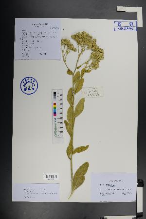  ( - Ge01463)  @11 [ ] CreativeCommons  Attribution Non-Commercial Share-Alike  Unspecified Herbarium of South China Botanical Garden