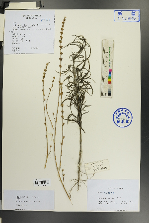  (Leptorhabdos - Ge01465)  @11 [ ] CreativeCommons  Attribution Non-Commercial Share-Alike  Unspecified Herbarium of South China Botanical Garden