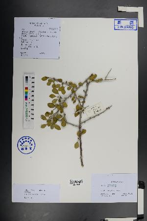  (Prunus mongolica - Ge01467)  @11 [ ] CreativeCommons  Attribution Non-Commercial Share-Alike  Unspecified Herbarium of South China Botanical Garden