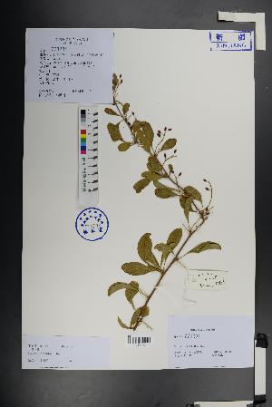  (Berberis nummularia - Ge01472)  @11 [ ] CreativeCommons  Attribution Non-Commercial Share-Alike  Unspecified Herbarium of South China Botanical Garden