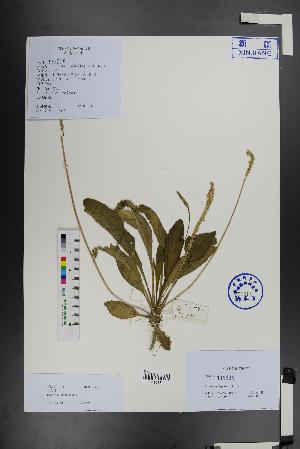  ( - Ge01477)  @11 [ ] CreativeCommons  Attribution Non-Commercial Share-Alike  Unspecified Herbarium of South China Botanical Garden