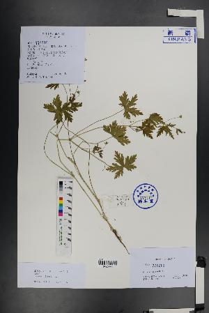  ( - Ge01479)  @11 [ ] CreativeCommons  Attribution Non-Commercial Share-Alike  Unspecified Herbarium of South China Botanical Garden