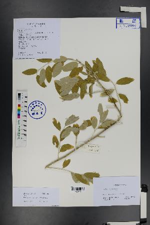  ( - Ge01483)  @11 [ ] CreativeCommons  Attribution Non-Commercial Share-Alike  Unspecified Herbarium of South China Botanical Garden