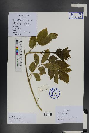  ( - Ge01484)  @11 [ ] CreativeCommons  Attribution Non-Commercial Share-Alike  Unspecified Herbarium of South China Botanical Garden