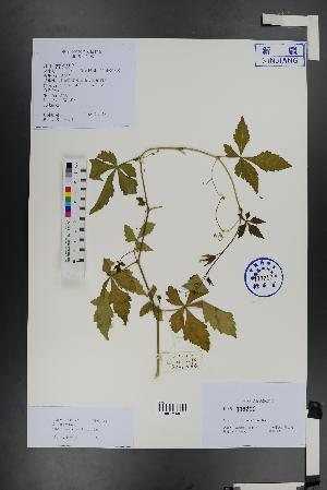  (Ampelopsis aconitifolia - Ge01487)  @11 [ ] CreativeCommons  Attribution Non-Commercial Share-Alike  Unspecified Herbarium of South China Botanical Garden