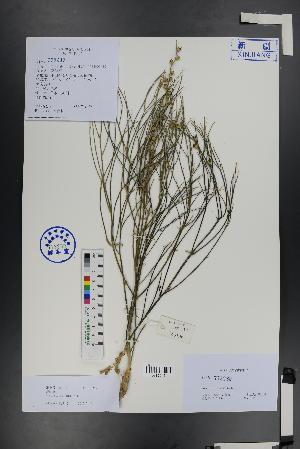  ( - Ge01491)  @11 [ ] CreativeCommons  Attribution Non-Commercial Share-Alike  Unspecified Herbarium of South China Botanical Garden
