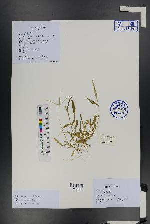  ( - Ge01492)  @11 [ ] CreativeCommons  Attribution Non-Commercial Share-Alike  Unspecified Herbarium of South China Botanical Garden