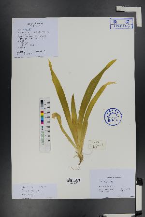  (Iridoideae - Ge01493)  @11 [ ] CreativeCommons  Attribution Non-Commercial Share-Alike  Unspecified Herbarium of South China Botanical Garden