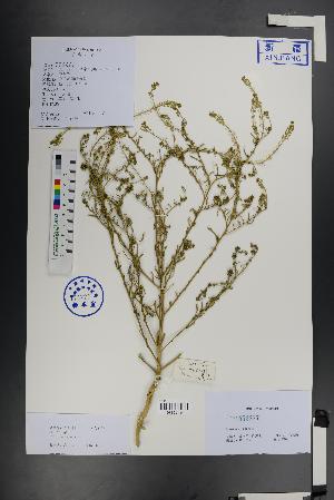  ( - Ge01495)  @11 [ ] CreativeCommons  Attribution Non-Commercial Share-Alike  Unspecified Herbarium of South China Botanical Garden