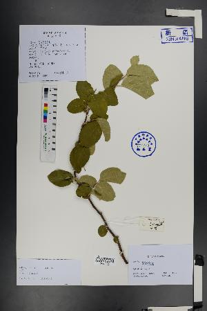  (Cydonia - Ge01500)  @11 [ ] CreativeCommons  Attribution Non-Commercial Share-Alike  Unspecified Herbarium of South China Botanical Garden
