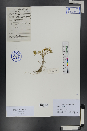  ( - Ge00700)  @11 [ ] CreativeCommons  Attribution Non-Commercial Share-Alike  Unspecified Herbarium of South China Botanical Garden