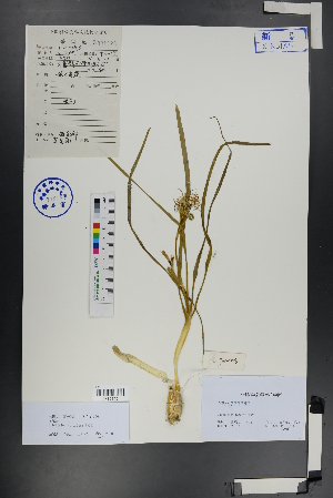  (Ixiolirion - Ge00702)  @11 [ ] CreativeCommons  Attribution Non-Commercial Share-Alike  Unspecified Herbarium of South China Botanical Garden