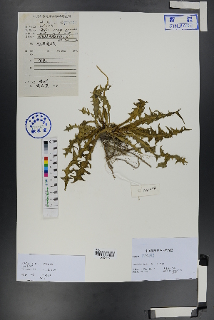  ( - Ge00703)  @11 [ ] CreativeCommons  Attribution Non-Commercial Share-Alike  Unspecified Herbarium of South China Botanical Garden