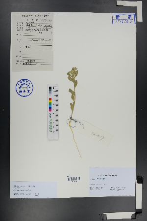  (Alyssum dasycarpum - Ge00716)  @11 [ ] CreativeCommons  Attribution Non-Commercial Share-Alike  Unspecified Herbarium of South China Botanical Garden