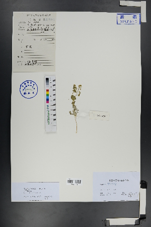  ( - Ge00721)  @11 [ ] CreativeCommons  Attribution Non-Commercial Share-Alike  Unspecified Herbarium of South China Botanical Garden
