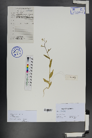  (Isatis minima - Ge00722)  @11 [ ] CreativeCommons  Attribution Non-Commercial Share-Alike  Unspecified Herbarium of South China Botanical Garden
