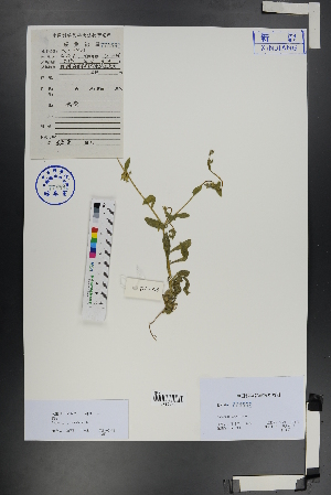  ( - Ge00725)  @11 [ ] CreativeCommons  Attribution Non-Commercial Share-Alike  Unspecified Herbarium of South China Botanical Garden