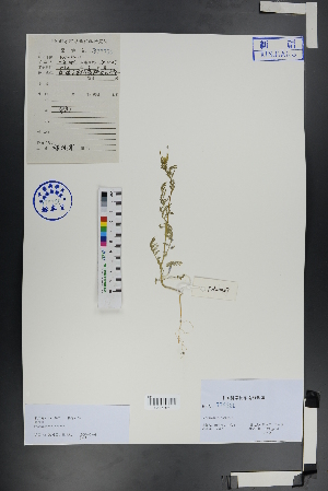  ( - Ge00726)  @11 [ ] CreativeCommons  Attribution Non-Commercial Share-Alike  Unspecified Herbarium of South China Botanical Garden