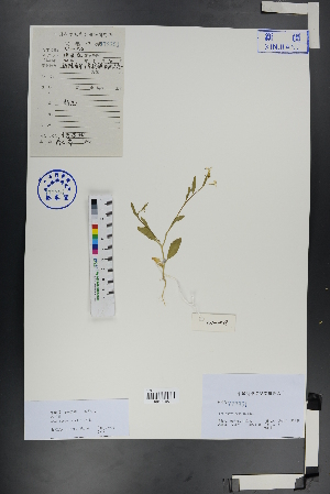  ( - Ge00727)  @11 [ ] CreativeCommons  Attribution Non-Commercial Share-Alike  Unspecified Herbarium of South China Botanical Garden