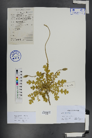  ( - Ge00734)  @11 [ ] CreativeCommons  Attribution Non-Commercial Share-Alike  Unspecified Herbarium of South China Botanical Garden