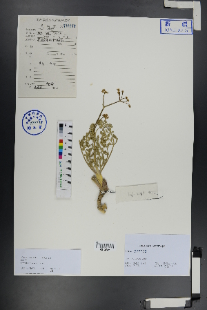  ( - Ge00740)  @11 [ ] CreativeCommons  Attribution Non-Commercial Share-Alike  Unspecified Herbarium of South China Botanical Garden