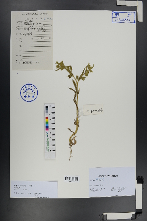  (Nonea - Ge00754)  @11 [ ] CreativeCommons  Attribution Non-Commercial Share-Alike  Unspecified Herbarium of South China Botanical Garden