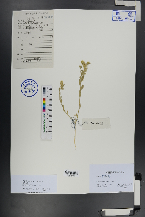  ( - Ge00755)  @11 [ ] CreativeCommons  Attribution Non-Commercial Share-Alike  Unspecified Herbarium of South China Botanical Garden